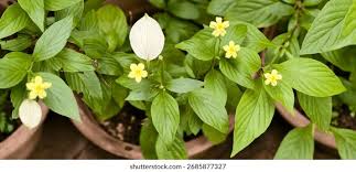 Image result for Pseudomussaenda