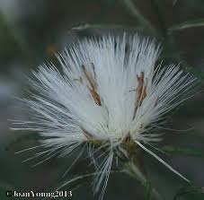 Image result for Dicoma tomentosa