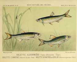 Image result for Sonchus bipontini