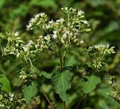 Image result for Rytigynia acuminatissima