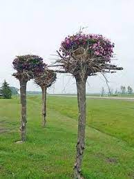 Upside Down Tree Root All Seasons Garden Center Tree Roots Tree Garden Center