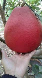 Begitu banyak yang barangkali anda perlu tahu. Pusat Distributor Grosir Eceran Jual Bibit Tanaman Buah Pamelo Merah Langka Murah Online Di Kota Kabupaten Samudrabibit Com