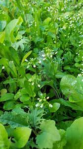 The exact definition of vegetable may vary simply because of the many parts of a plant consumed as food worldwide—roots, stems, leaves, flowers, fruits, and seeds. Help Identifying These Small Plants With White Flowers Near My Lettuces Dining And Cooking