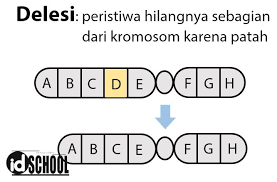 Kelainan Struktur Kromosom Idschool