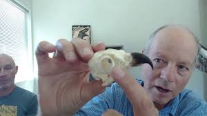 A Look at The Osprey Skeletal System