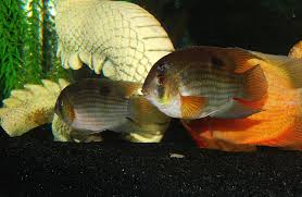 Pin On Fish C