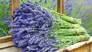 Die lavendel blütezeit ist abhängig von der lavendelsorte, dem klima, sowie breitengrad und höhenlage der lavendelfelder. Gxfkxsdee8mmxm