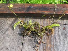 Image result for Utricularia  intermedia