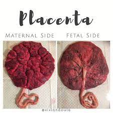 Pin On Renal
