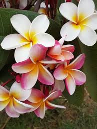 Image result for Plumeria rubra