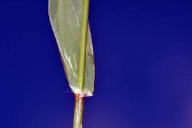 Image result for Harpachne