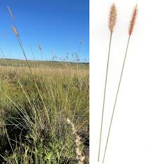 Image result for Tristachya rehmannii