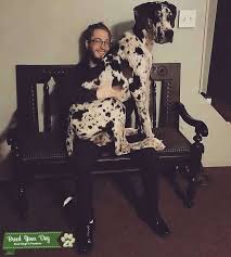 The great dane is a giant, powerful dog. Stud Dog Harlequin Great Dane Breed Your Dog
