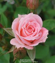 Rose Rosa Barby Kordana In The Roses Database Garden Org Rose Flowers Bouquet Plants