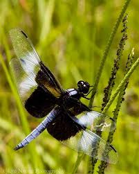 Black And Blue Widow Skimmer Dragonfly Widow Skimmer Dragonfly Male Dragonfly Damselfly Dragon Flys