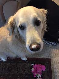 Pin On Golden Retriever