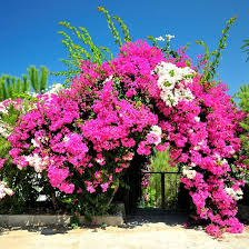 Image result for Bougainvillea