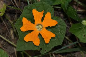 Image result for Momordica kirkii