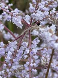 Image result for Tetradenia