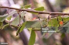 Image result for Helicteres