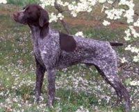 Classic's dust up dean x classic's miss merle. German Shorthaired Pointer Puppies For Sale In Indiana German Shorthaired Pointer Breeders