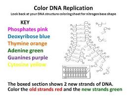 Dna Replication Coloring Worksheet 1 Dna Replication Color Worksheets Sheet Labels