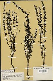 Image result for Alectra vogelii