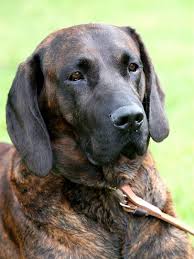 Image result for hannoverský barvář