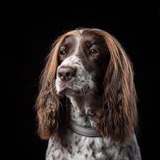 Breeders · 2019 ncc champion abitt of a dumb blonde · 2019 canadian national champion · 3 female puppies available for sale. Springer Spaniel Shows Off Naturally Highlighted Slick Brown Locks Just Like Robbie Savage