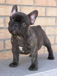 Bouledogue Francais Bulldog Brindle French Bulldog French Bulldog
