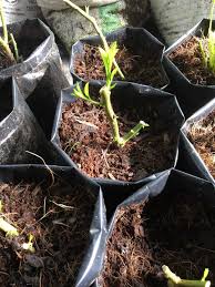 We did not find results for: Begini Caranya Nak Tanam Pokok Limau Purut Cara Simple Keluarga