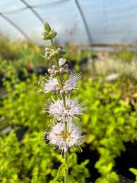 Image result for Mentha spicata
