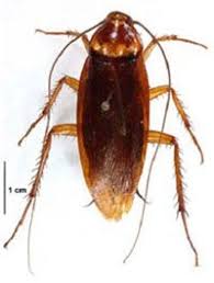 Palmetto bug traps can catch a few of these creepy crawlers as they make their way through your home, but you need a full plan of attack to completely the large, bulbous body of the palmetto bug flying through the air to get to a porch or bathroom light is not a pleasant experience to encounter for. The American Roach Also Known As A Water Bug And Or The Palmetto Bug Is The Largest Of The Roaches Up To 1 1 2 Inc Water Bugs Arthropods Arthropods For Kids