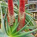 Tilt Head Aloe Succulent Seeds aloe Speciosa 20seeds - Etsy Israel