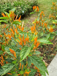 Image result for Justicia striolata