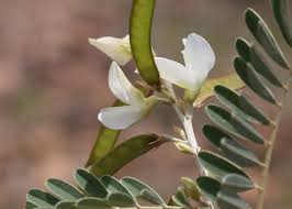 Image result for Tephrosia montana