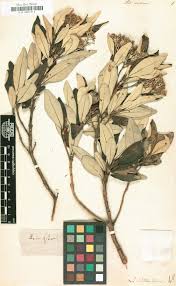 Image result for Pogonospermum divaricatum
