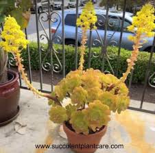 Check spelling or type a new query. How Why When And What To Do With Flowering Succulents Succulent Plant Care