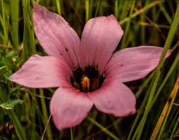 Image result for Romulea