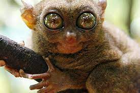 en ilginc hayvanlar en cirkin hayvanlar dunyanin en garip hayvanlarici endangered animals rainforest animals animals