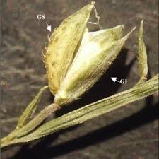Image result for Pseudechinolaena polystachya