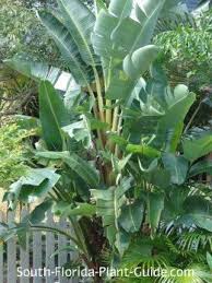 Bird Of Paradise Plant Leaves Curling Pin On Garden
