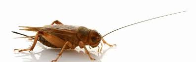 When they start reproducing inside the house, however, they can damage paper products i've been getting a lot of crickets in my house, and i wanted to know how to get rid of them. Why Do I Have Crickets In My House Pest Control Zone