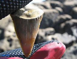 サメの歯 ハナイカダの海辺の一歩