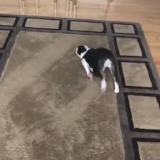 It S Possible To Lead A Cow Upstairs But Not Downstairs Just Skooching Yourself Across The Floor Video In 2020 Cute Animals Cute Baby Animals Funny Animal Videos