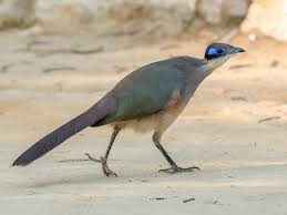 Image result for Culcasia orientalis