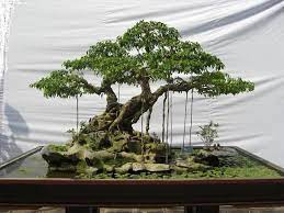 Diy Fabriquer Un Kokedama Madame Decore Bonsai Garden Bonsai Tree Care Bonsai Tree
