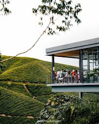 Check spelling or type a new query. Cameron Highlands Tea Plantations Trails Malaysia