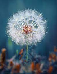 Geometry By Christos Lamprianidis 500px Dandelion Dandelion Flower Geometry In Nature
