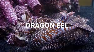 Wiywb Dragon Eel Youtube How to draw a dragon, realistic dragon, step by step, drawing guide, by dawn. wiywb dragon eel
